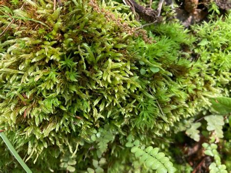 苔蘚介紹|Bryophytes – 中研院院區苔蘚地圖